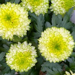 Chrysantheme 'Chrysanne® Zembla Next Lime' Grün-weiß Großbl. Topf-Ø 13cm 3er-Set -Garten Sicht Verkäufe 0690140098 0690140099 Chrysanthemum Zembla T13 limone Next Lime 9 115114
