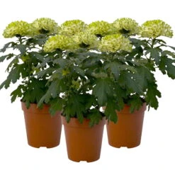 Chrysantheme 'Chrysanne® Zembla Next Lime' Grün-weiß Großbl. Topf-Ø 13cm 3er-Set