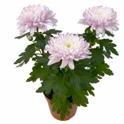 Chrysantheme 'Chrysanne® Zembla Next Pink' Rosa, Großbl., Topf-Ø 13cm, 6er-Set -Garten Sicht Verkäufe 0690140100 0690140101 Chrysanthemum Zembla T13 rosa Next Pink 4 115296