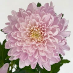 Chrysantheme 'Chrysanne® Zembla Next Pink' Rosa, Großbl., Topf-Ø 13cm, 6er-Set -Garten Sicht Verkäufe 0690140100 0690140101 Chrysanthemum Zembla T13 rosa Next Pink 6 115116