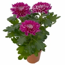 Chrysantheme 'Chrysanne® Zembla Next Purple' Lila, Großbl., Topf-Ø 13cm 3er-Set -Garten Sicht Verkäufe 0690140104 Chrysanthemum Zembla T13 lila Next Purple 4 115299