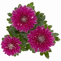 Chrysantheme 'Chrysanne® Zembla Next Purple' Lila, Großbl., Topf-Ø 13cm 3er-Set -Garten Sicht Verkäufe 0690140104 Chrysanthemum Zembla T13 lila Next Purple 5 115300