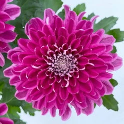 Chrysantheme 'Chrysanne® Zembla Next Purple' Lila, Großbl., Topf-Ø 13cm 3er-Set -Garten Sicht Verkäufe 0690140104 Chrysanthemum Zembla T13 lila Next Purple 6 115119
