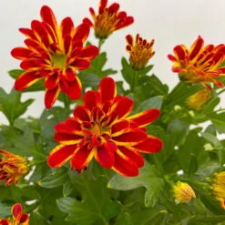 Chrysanthemen 'Rainbow Circus' Rot-gelb Gestreift Topf-Ø 14 Cm, 4er-Set -Garten Sicht Verkäufe 0690150169 Chrysanthemum indicum T14 Rainbow Circus orange gelb 4er Set 3 113992