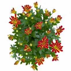 Chrysanthemen 'Rainbow Circus' Rot-gelb Gestreift Topf-Ø 14 Cm, 4er-Set -Garten Sicht Verkäufe 0690150169 Chrysanthemum indicum T14 Rainbow Circus orange gelb 4er Set 4 114116