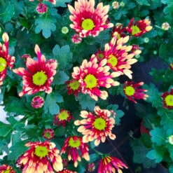 Chrysanthemen 'Splash Energy', Rot-gelb, Topf-Ø 14 Cm, 4er-Set -Garten Sicht Verkäufe 0690150172 Chrysanthemum indicum T14 Splash Energy 4er Set 20 114148