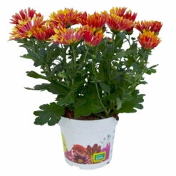 Chrysanthemen 'Splash Energy', Rot-gelb, Topf-Ø 14 Cm, 4er-Set -Garten Sicht Verkäufe 0690150172 Chrysanthemum indicum T14 Splash Energy 4er Set 2 114184