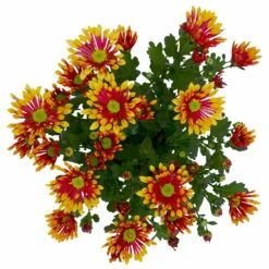 Chrysanthemen 'Splash Energy', Rot-gelb, Topf-Ø 14 Cm, 4er-Set -Garten Sicht Verkäufe 0690150172 Chrysanthemum indicum T14 Splash Energy 4er Set 7 114186