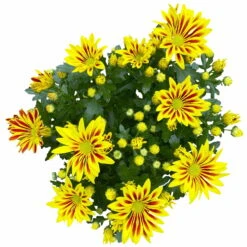 Chrysanthemen 'Rainbow Lake Worth' Gelb-rot Gestreift, Topf-Ø 14 Cm, 4er-Set -Garten Sicht Verkäufe 0690150204 Chrysanthemum indicum T14 Rainbow Lake Worth gel rot 4er Set 13 114119