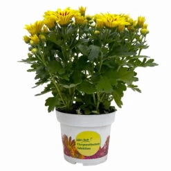 Chrysanthemen 'Rainbow Lake Worth' Gelb-rot Gestreift, Topf-Ø 14 Cm, 4er-Set -Garten Sicht Verkäufe 0690150204 Chrysanthemum indicum T14 Rainbow Lake Worth gel rot 4er Set 15 114118