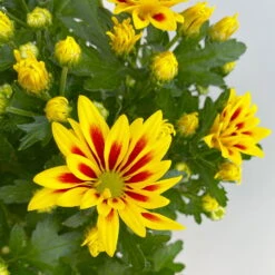 Chrysanthemen 'Rainbow Lake Worth' Gelb-rot Gestreift, Topf-Ø 14 Cm, 4er-Set -Garten Sicht Verkäufe 0690150204 Chrysanthemum indicum T14 Rainbow Lake Worth gel rot 4er Set 4 113994