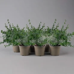 Silberdraht & Eukalyptus, Topf-Ø 13 Cm, 6er-Set