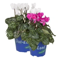 Alpenveilchen 'Outland', Rosa/weiß, Topf-Ø 10,5 Cm, 6er-Set