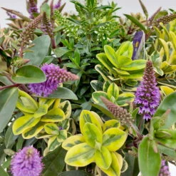 Hebe 'Quattro', Bunt, Topf-Ø 23 Cm, Höhe Ca. 40 Cm -Garten Sicht Verkäufe 0690190020 Hebe Addenda T23 Quattro 5 114001