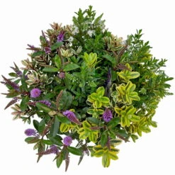 Hebe 'Quattro', Bunt, Topf-Ø 23 Cm, Höhe Ca. 40 Cm -Garten Sicht Verkäufe 0690190020 Hebe Addenda T23 Quattro 9 114129