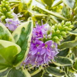 Hebe Buntlaubig, Topf-Ø 23 Cm -Garten Sicht Verkäufe 0690190031 Hebe Addenda T23 buntlaubig 6 114003