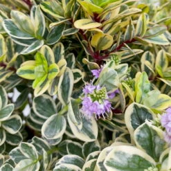 Hebe Buntlaubig, Topf-Ø 23 Cm -Garten Sicht Verkäufe 0690190031 Hebe Addenda T23 buntlaubig 7 114002