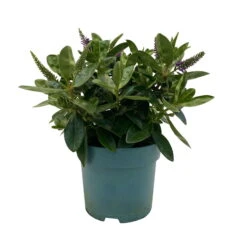 Hebe Lila, Topf-Ø 15 Cm, 3er-Set -Garten Sicht Verkäufe 0690190065 Koelle Hebe T15 3er Set Lilatoene WS 1 95843