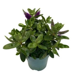 Hebe Lila, Topf-Ø 15 Cm, 3er-Set -Garten Sicht Verkäufe 0690190065 Koelle Hebe T15 3er Set Lilatoene WS 3 95844