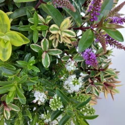 Hebe 'Quattro', Bunt, Topf-Ø 23 Cm, Höhe Ca. 40 Cm -Garten Sicht Verkäufe 0690190068 Koelle Hebe T23 Donna Quattro H40 WS 3 94725