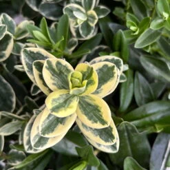 Hebe 'Trio', Farben Zufällig, Grün & Buntlaubig, Topf-Ø 23 Cm -Garten Sicht Verkäufe 0690190076 Hebe Addenda Trio T23 gruen buntlaubig H55 10 126563