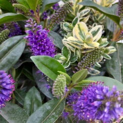 Hebe 'Duo Twin' Bunt, Topf-Ø 23 Cm -Garten Sicht Verkäufe 0690190079 Hebe Addenda T23 Duo gruen bunt 8 114151