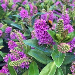 Hebe Farbe Zufällig, Topf-Ø 23 Cm -Garten Sicht Verkäufe 0690190095 Koelle Hebe Addenda T23 in Farben 2 113660