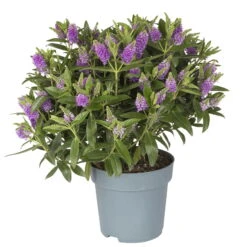 Hebe Farbe Zufällig, Topf-Ø 23 Cm -Garten Sicht Verkäufe 0690190095 Koelle Hebe Addenda T23 in Farben 4 113663