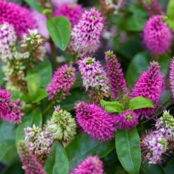 Hebe Farbe Zufällig, Topf-Ø 23 Cm -Garten Sicht Verkäufe 0690190095 Koelle Hebe Addenda T23 in Farben 7 113662