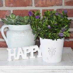 Hebe 'All Blooms®' Blau, Topf-Ø 12 Cm, 6er-Set -Garten Sicht Verkäufe 0690190099 Koelle Hebe All Blooms T12 blau 6er Set WS 12 95608