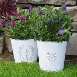 Hebe 'All Blooms®' Blau, Topf-Ø 12 Cm, 6er-Set -Garten Sicht Verkäufe 0690190099 Koelle Hebe All Blooms T12 blau 6er Set WS 15 95610