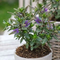 Hebe 'All Blooms®' Blau, Topf-Ø 12 Cm, 6er-Set -Garten Sicht Verkäufe 0690190099 Koelle Hebe All Blooms T12 blau 6er Set WS 1 95613