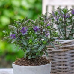 Hebe 'All Blooms®' Blau, Topf-Ø 12 Cm, 6er-Set -Garten Sicht Verkäufe 0690190099 Koelle Hebe All Blooms T12 blau 6er Set WS 2 95612