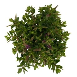 Hebe 'All Blooms®' Blau, Topf-Ø 12 Cm, 6er-Set -Garten Sicht Verkäufe 0690190099 Koelle Hebe All Blooms T12 blau 6er Set WS 10 95729