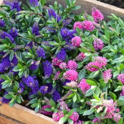 Hebe 'All Blooms®' Blau, Topf-Ø 12 Cm, 6er-Set -Garten Sicht Verkäufe 0690190099 Koelle Hebe All Blooms T12 blau 6er Set WS 14 95606