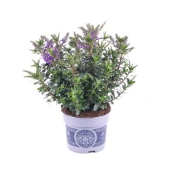 Hebe 'All Blooms®' Blau, Topf-Ø 12 Cm, 6er-Set -Garten Sicht Verkäufe 0690190099 Koelle Hebe All Blooms T12 blau 6er Set WS 4 95615