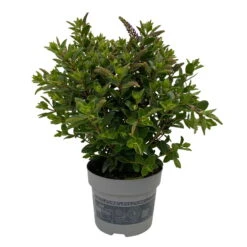 Hebe 'All Blooms®' Blau, Topf-Ø 12 Cm, 6er-Set -Garten Sicht Verkäufe 0690190099 Koelle Hebe All Blooms T12 blau 6er Set WS 6 95727