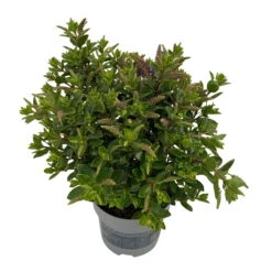 Hebe 'All Blooms®' Blau, Topf-Ø 12 Cm, 6er-Set -Garten Sicht Verkäufe 0690190099 Koelle Hebe All Blooms T12 blau 6er Set WS 7 95728