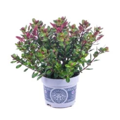 Hebe 'All Blooms®' Lila, Topf-Ø 12 Cm, 6er-Set -Garten Sicht Verkäufe 0690190100 Koelle Hebe All Blooms T12 lila 6er Set WS 10 95623