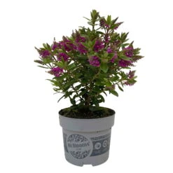 Hebe 'All Blooms®' Lila, Topf-Ø 12 Cm, 6er-Set -Garten Sicht Verkäufe 0690190100 Koelle Hebe All Blooms T12 lila 6er Set WS 2 95730
