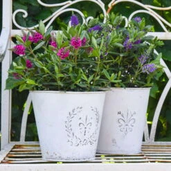 Hebe 'All Blooms®' Lila, Topf-Ø 12 Cm, 6er-Set -Garten Sicht Verkäufe 0690190100 Koelle Hebe All Blooms T12 lila 6er Set WS 6 95620