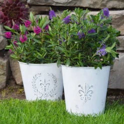 Hebe 'All Blooms®' Lila, Topf-Ø 12 Cm, 6er-Set -Garten Sicht Verkäufe 0690190100 Koelle Hebe All Blooms T12 lila 6er Set WS 7 95619