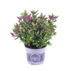 Hebe 'All Blooms®' Lila, Topf-Ø 12 Cm, 6er-Set -Garten Sicht Verkäufe 0690190100 Koelle Hebe All Blooms T12 lila 6er Set WS 9 95621