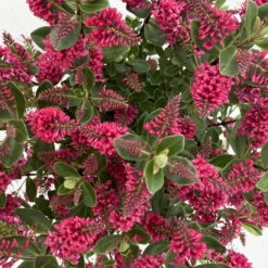Hebe 'All Blooms®', Farbe Zufällig, Topf-Ø 17 Cm -Garten Sicht Verkäufe 0690190101 Koelle Hebe All Blooms T17 rot 7 112385