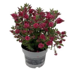 Hebe 'All Blooms®', Farbe Zufällig, Topf-Ø 17 Cm -Garten Sicht Verkäufe 0690190101 Koelle Hebe All Blooms T17 rot 2 112509