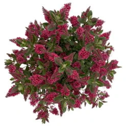 Hebe 'All Blooms®' Rot, Topf 17 Cm Ø -Garten Sicht Verkäufe 0690190101 Koelle Hebe All Blooms T17 rot 6 112510