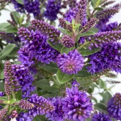 Hebe 'All Blooms®', Farbe Zufällig, Topf-Ø 17 Cm -Garten Sicht Verkäufe 0690190103 Koelle Hebe All Blooms T17 blau 4 112387