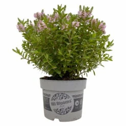 Hebe 'All Blooms®' Rosa, Topf-Ø 17 Cm -Garten Sicht Verkäufe 0690190104 Hebe All Blooms T17 rosa 1 114194