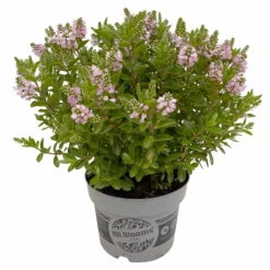 Hebe 'All Blooms®' Rosa, Topf-Ø 17 Cm -Garten Sicht Verkäufe 0690190104 Hebe All Blooms T17 rosa 3 114195