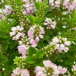 Hebe 'All Blooms®' Rosa, Topf-Ø 17 Cm -Garten Sicht Verkäufe 0690190104 Hebe All Blooms T17 rosa 4 114154